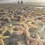 MAS ANIMALES MUERTOS. MAS ANIMALES MUERTOS.