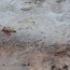 Masiva muerte de focas.