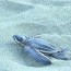Muerte masiva de tortugas en costa rica. Muerte masiva de tortugas en costa rica.