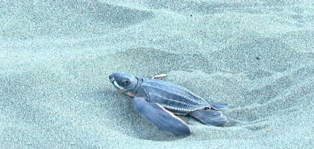 tortuga-baula-g
