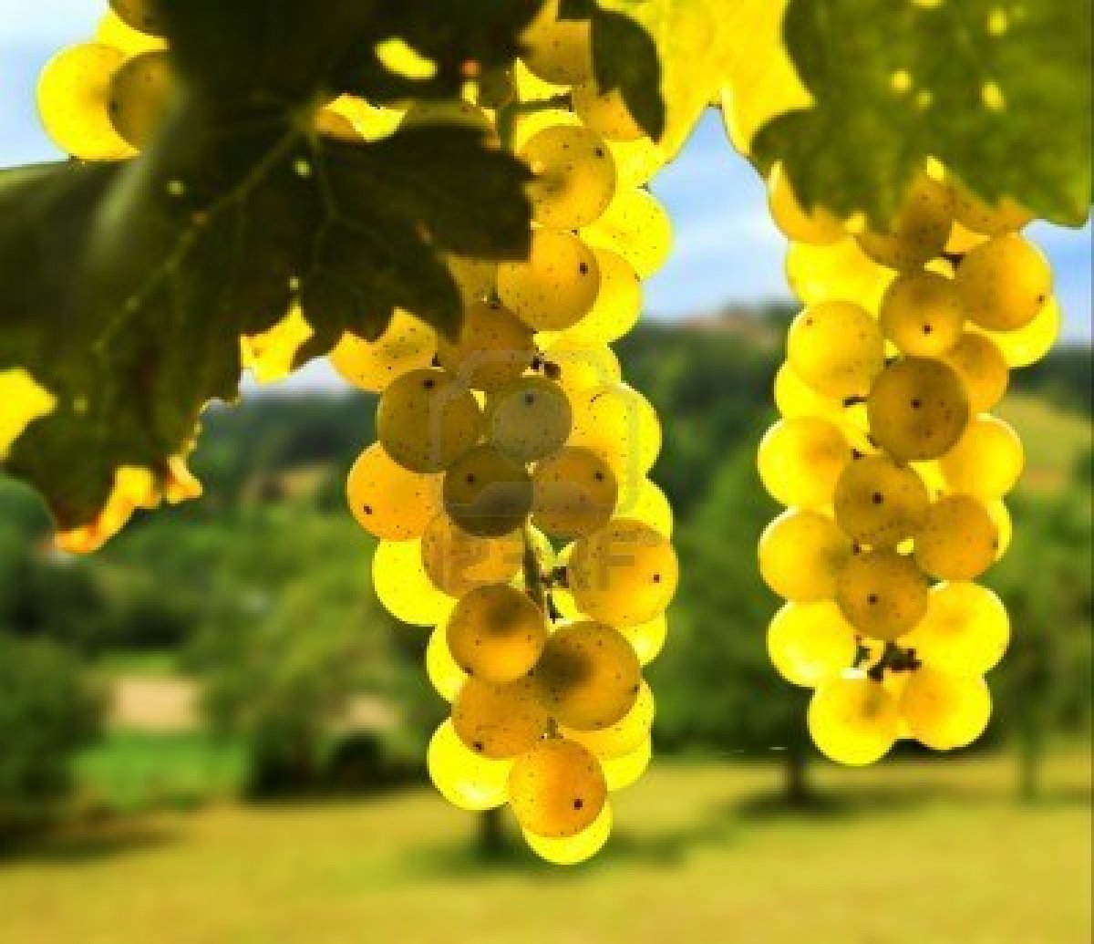 4441493-amarillo-uvas-que-crecen-en-la-vid-en-la-luz-del-sol