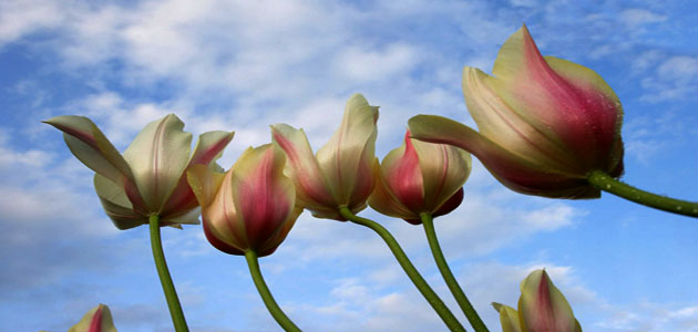 Washington Tulips from Down Under