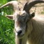 Pastores de cabras. Pastores de cabras.