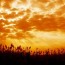 ¿ES LA SHEMITAH SOLO PARA ISRAEL? ¿ES LA SHEMITAH SOLO PARA ISRAEL?