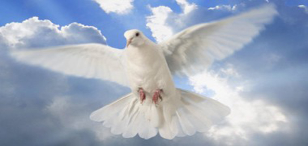 paloma-blanca-paz-espiritu-santo-380x202
