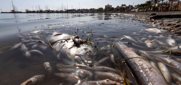 Retiradas tres toneladas de peces muertos en el Mar Menor: Aporte Hna.María ELena Retiradas tres toneladas de peces muertos en el Mar Menor: Aporte Hna.María ELena