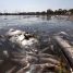 Retiradas tres toneladas de peces muertos en el Mar Menor: Aporte Hna.María ELena Retiradas tres toneladas de peces muertos en el Mar Menor: Aporte Hna.María ELena