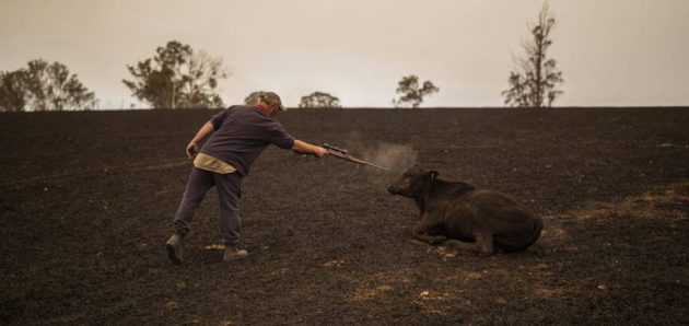 Los incendios no ceden en Australia, Aporte Hna. María Elena Los incendios no ceden en Australia, Aporte Hna. María Elena