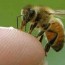 Los teléfonos móviles matan las abejas.
