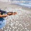 Moluscos se varan en las playas de la  Serena,Chile, extraño suceso.
