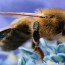 Decenas de millones de abejas en Florida caen muertas misteriosamente en un día, los apicultores culpan a los pesticidas