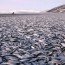20 toneladas de peces muertos en una playa Noruega.Hno.Danilo