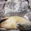 Australia, encuentran muertos a más de 50 lobos de mar.