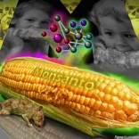 La cepa de maíz transgénico de Monsanto, MON863, afecta al hígado, riñones, corazón y otros órganos