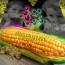 La cepa de maíz transgénico de Monsanto, MON863, afecta al hígado, riñones, corazón y otros órganos