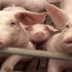 Monsanto archiva patente para nuevo invento : el cerdo