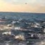 Miles de delfines abandonan costas de California (Rumores-Video), Hno. Jorge Alfredo S.