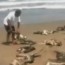 Aparecen muertos más de mil pelícanos en la costa Peruana, Hno. Piñeyro-Hna.María