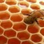 Monsanto compra la empresa líder en investigación de abejas después de ser implicado en el colapso de colonias de abejas, Hno. Valentín