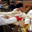 México declara emergencia nacional debido a los animales H7N3 brote de gripe aviar.(Hna. María)