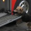 Perrita salva de incendio a sus cinco cachorros y los deja en carro de bomberos