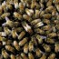 Muchas causas de dramática desaparición de abejas