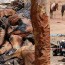 Australia sacrificará a 10.000 caballos salvajes que se mueren de hambre