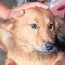 ‘Humanidad canina’: Un perro heroico salva la vida de una bebé abandonada` ,Hna. María Elena
