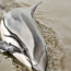 “Alertan por muerte inusual de delfines”, Aporte hna. Norma