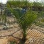 Crece un árbol de semillas que fueron encontradas en el Palacio del rey Herodes,APorte Hna.Dama