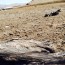 Investigan muerte masiva de gaviotas garuma en Antofagasta