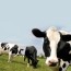 “Para combatir la evasión, la AFIP quiere colocar un chip a cada vaca”,Aporte Hno. Pablo S.