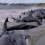Ballenas varadas en una bahía de Nueva Zelanda