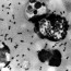 Investigan posible mal manejo de muestras de peste bubónica en laboratorios militares de EE.UU.