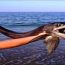 Capturan un misterioso pez de las profundidades varado en una playa de Carolina del Norte. Algo esta pasando…Aporte Hna. Norma M.