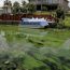 Decretan estado de emergencia en Florida por alga tóxica en lago Okeechobee