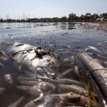 Retiradas tres toneladas de peces muertos en el Mar Menor: Aporte Hna.María ELena